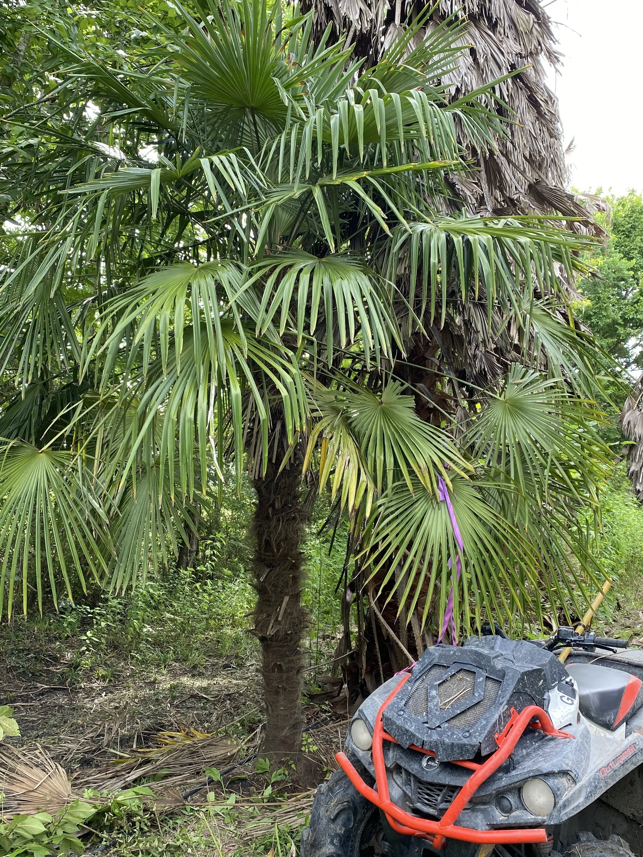 Certified Medjool Date Palms | Certified Zahidi Date Palms | Palm